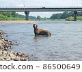 Dog playing in the river Blue-eyed Weimaraner pet dog Weimaraner 86500649