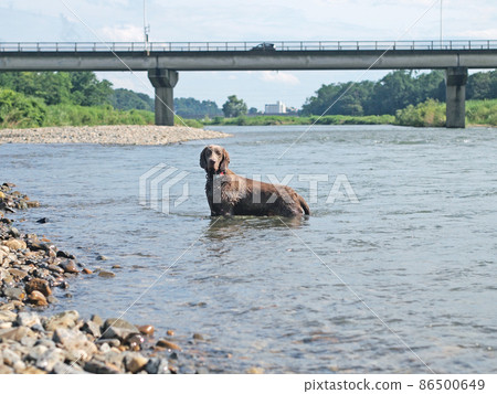 Dog playing in the river Blue-eyed Weimaraner pet dog Weimaraner 86500649