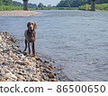 Dog playing in the river Blue-eyed Weimaraner pet dog Weimaraner 86500650