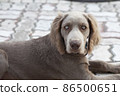 Weimaraner dog with blue eyes Weimaraner Long hair, a hunting dog originating in Germany 86500651