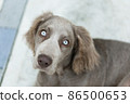 Weimaraner dog with blue eyes Weimaraner Long hair, a hunting dog originating in Germany 86500653