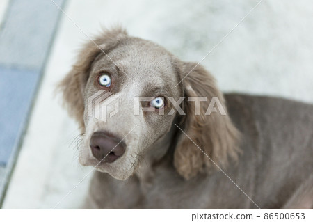 Weimaraner dog with blue eyes Weimaraner Long hair, a hunting dog originating in Germany 86500653