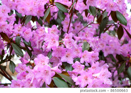 Close-up of flowering rhododendron branches in the park in the spring. 86500663