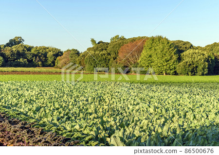 Autumn in Satoyama Vegetable field 86500676
