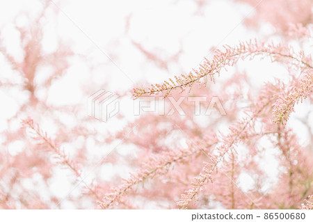 Blooming branches of tamarisk and sky. Spring background with pink flowering plants Blooming branches of tamarisk and sky. Spring background with pink flowering plants 86500680