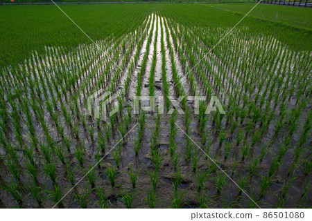 Paddy field evening scene 86501080