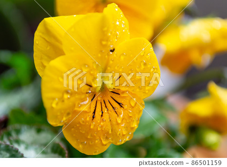 Yellow pansy Yellow pansy 86501159