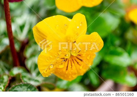 Yellow pansy Yellow pansy 86501160