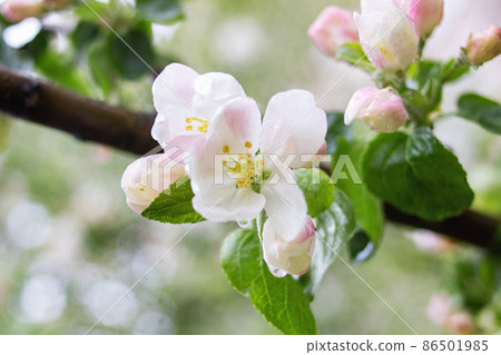 Pink Apple Tree Flowers and Water Drops 86501985