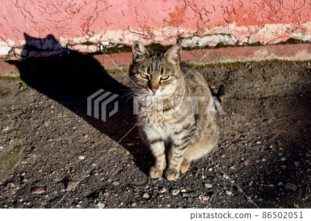 Tabby stray cat on the pavement and shadow 86502051