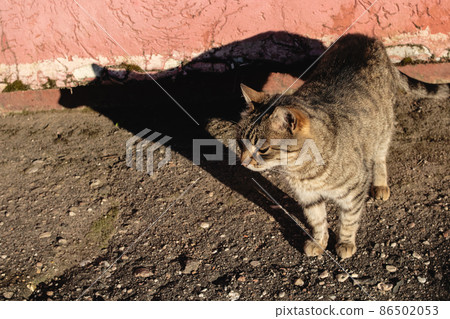 Tabby stray cat on the pavement and shadow 86502053