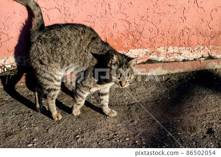 Tabby stray cat on the pavement and shadow 86502054
