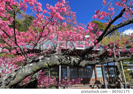 Toi cherry blossoms in early bloom at Banfukuji Temple in Izu City, Shizuoka Prefecture Toi cherry blossoms in early bloom at Banfukuji Temple in Izu City, Shizuoka Prefecture 86502175
