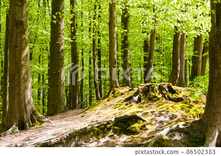 Hallerbos on a sunny spring afternoon Hallerbos on a sunny spring afternoon 86502383