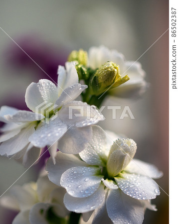 White stock of flowerbed White stock of flowerbed 86502387