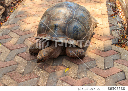 Aldabra giant tortoise on Prison island, Zanzibar in Tanzania 86502588