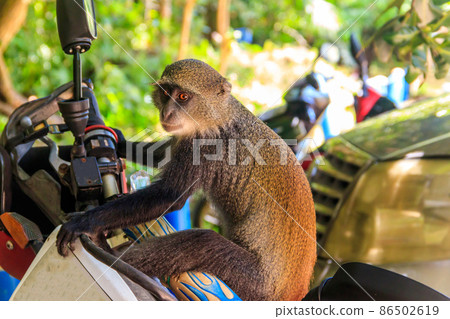 Sykes' monkey (Cercopithecus albogularis), also known as the white-throated monkey or Samango monkey sitting on a motorcycle 86502619