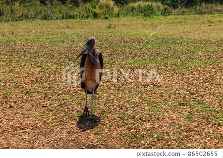 Marabou stork (Leptoptilos crumenifer) walking on a lawn Marabou stork (Leptoptilos crumenifer) walking on a lawn 86502655