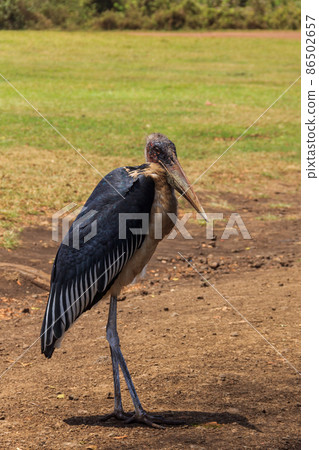 Marabou stork (Leptoptilos crumenifer) walking on a lawn 86502657