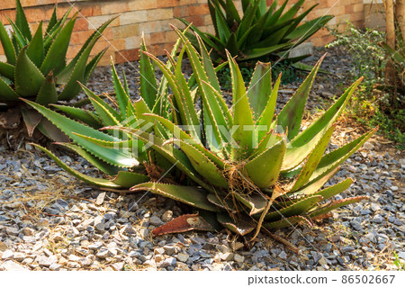 Green aloe vera plant in the garden Green aloe vera plant in the garden 86502667