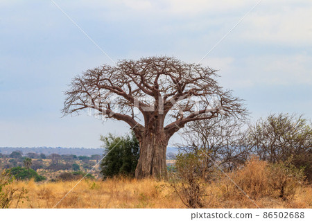 Dry african baobab (Adansonia digitata) in Tarangire national park, Tanzania Dry african baobab (Adansonia digitata) in Tarangire national park, Tanzania 86502688