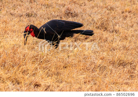 Southern Ground hornbill (Bucorvus leadbeateri) in dry grass in Tarangire national park, Tanzania Southern Ground hornbill (Bucorvus leadbeateri) in dry grass in Tarangire national park, Tanzania 86502696