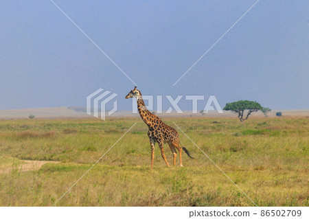 Giraffe in savanna in Serengeti national park in Tanzania. Wild nature of Tanzania, East Africa Giraffe in savanna in Serengeti national park in Tanzania. Wild nature of Tanzania, East Africa 86502709