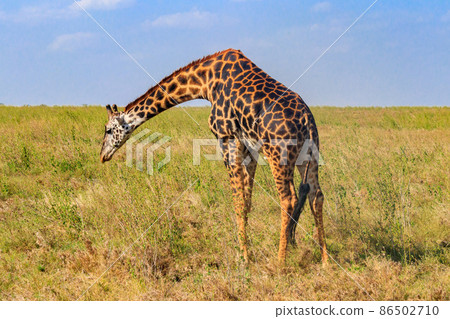 Giraffe in savanna in Serengeti national park in Tanzania. Wild nature of Tanzania, East Africa 86502710