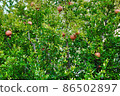 Fresh ripe pomegranate fruit hanging on the tree branches along the Aegean seacoast. Turkey 86502897