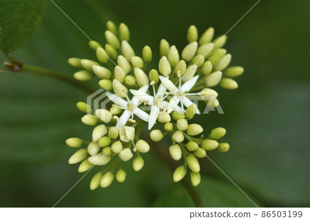 Common Dogwood 86503199