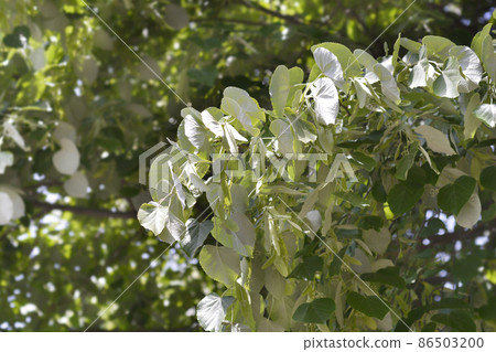 Silver lime Silver lime 86503200