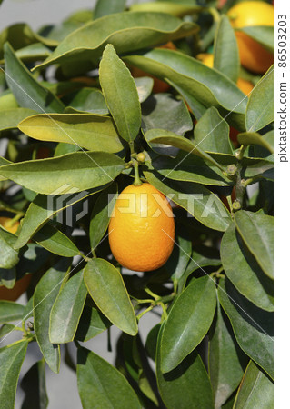 Kumquat 86503203