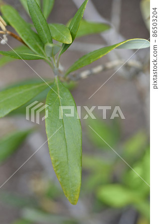Tree anemone Tree anemone 86503204