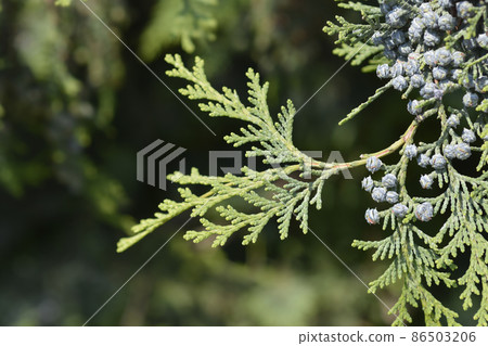 False cypress False cypress 86503206
