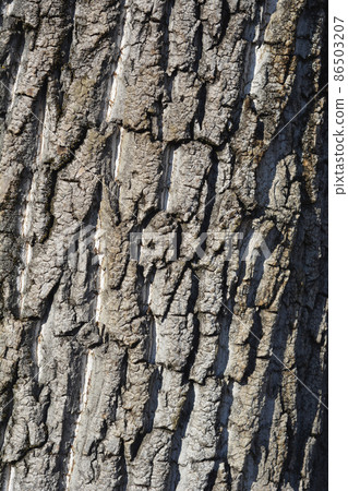 Candadian poplar 86503207