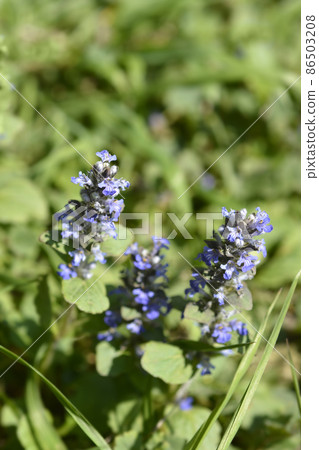 Common bugle 86503208