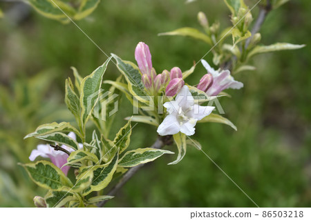 Variegated Weigela Variegated Weigela 86503218