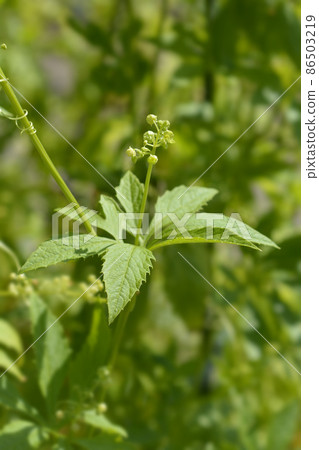 Wild cucumber Wild cucumber 86503219