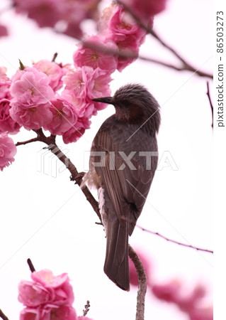 梅花和白頭翁 梅花和白頭翁 86503273