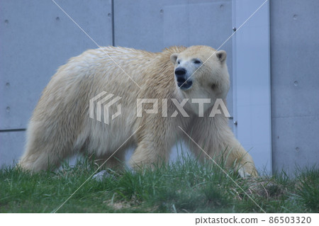 北極熊散步 86503320