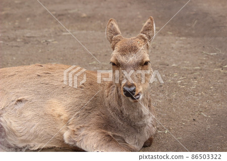 魔古魔古蝦夷鹿 86503322