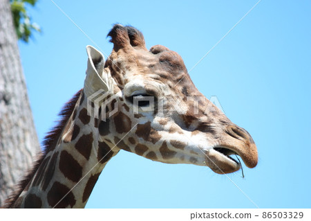 Kirin's profile 86503329