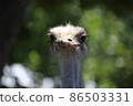 面對鴕鳥 86503331