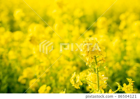 Rape blossoms 86504121