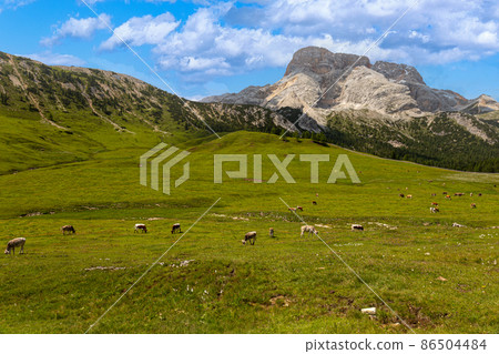 Dairy cattle 86504484