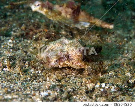 小龍魚 1 小龍魚 1 86504520