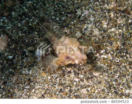 Little dragonfish seen from above 2 Little dragonfish seen from above 2 86504523