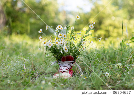 red sneakers with a bouquet of daisies in summer field. red sneakers with a bouquet of daisies in summer field. 86504637