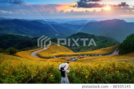 Young woman take a photo at Tung Bua Tong Mexican sunflower field in Mae Hong Son Province, Thailand. 86505145