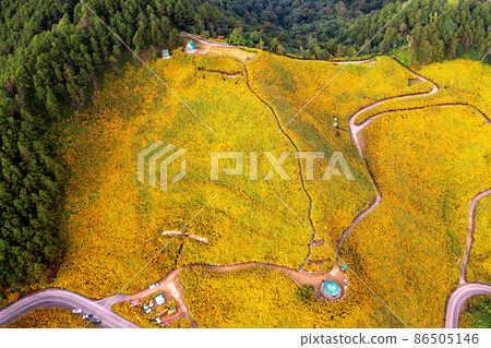 Tung Bua Tong Mexican sunflower field at Mae Hong Son Province in Thailand. 86505146